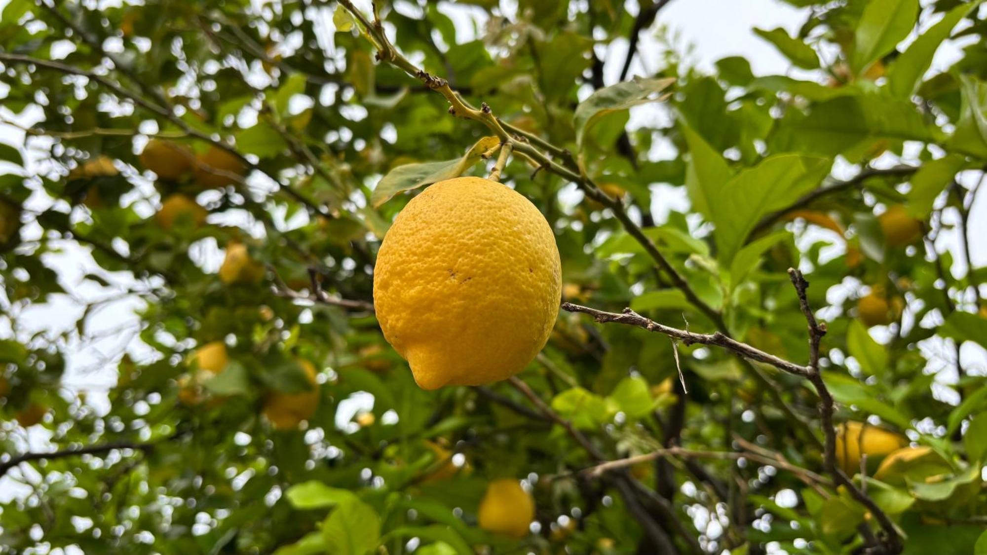 פטאסייקו B&B La Palma מראה חיצוני תמונה
